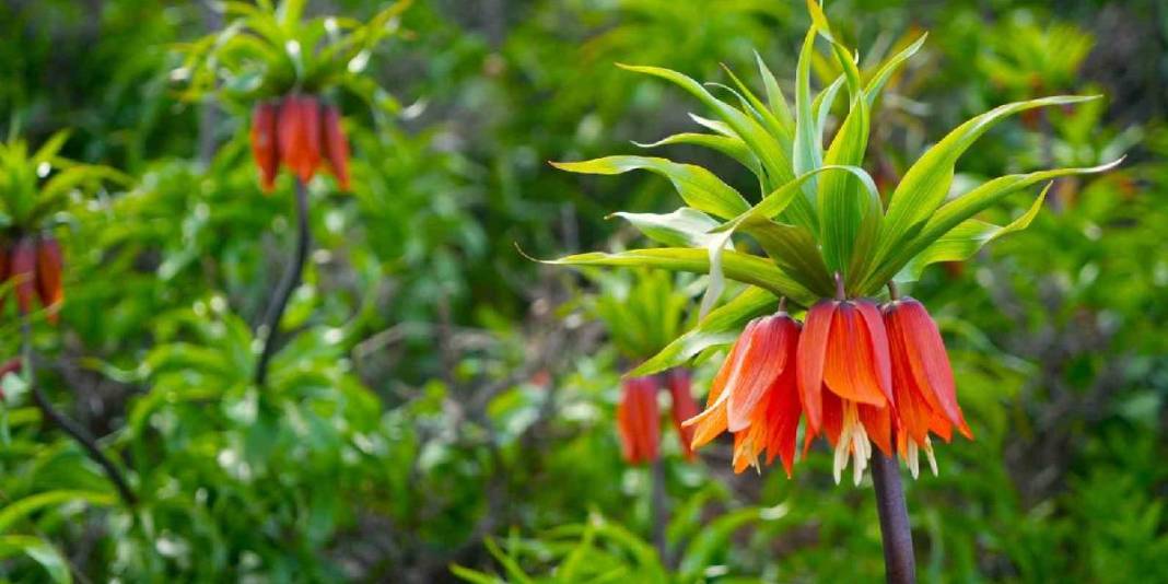 Halk ‘Ağlayan gelin’ olarak biliyor: 20 günlük ömrüyle doğayı renklendirdi 4